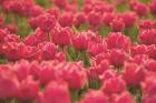 Pretty Pink Tulips