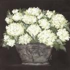 Snowball Hydrangea Pail