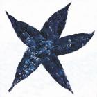 Midnight Starfish