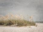 Vintage Beach Grass I