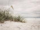 Vintage Beach Grass II