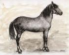 Horse Study 1