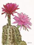 Cactus Flower 2