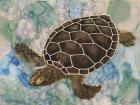 Sea Turtle Collage 2