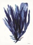 Transparent Indigo Sea Grass II