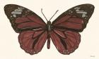 Papillon 4