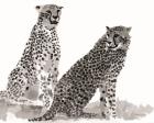 Cheetahs