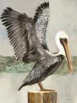 Brown Pelican 2