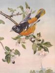 Spring Song Bird
