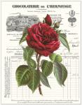 Heirloom Roses A