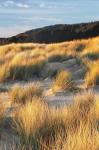 Dune Grass Qnd Beach III