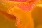Abstract of Flower Petal in Rain