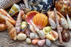 Tropical Shell Still-Life 2