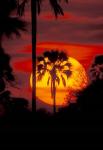 Sunset and Palm, Ngamiland, Okavango Delta, Botswana