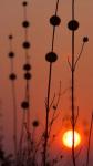 Okavango Delta, Botswana Africa Thistles At Sunset