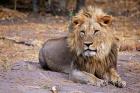 Botswana, Savute, Chobe National Park, Lion