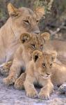 Lioness and Cubs, Okavango Delta, Botswana