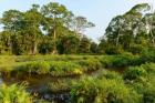 Lango Bai Odzala-Kokoua National Park Congo