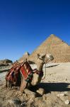 Camel at Cheops, The Great Pyramid, Khafre or Chephren