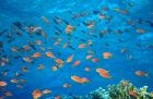 Scalefin anthias, Elphinstone Reef, Red Sea, Egypt