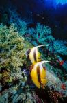 Pair of Red Sea bannerfish at Daedalus Reef, Red Sea, Egypt