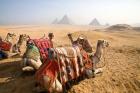 Egypt, Cairo, Camels, desert sands of Giza Pyramids