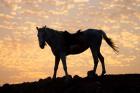 Sunrise and Silhouette of Horse and rider on the Giza Plateau, Cairo, Egypt