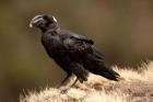 Ethiopia, Thick-billed Raven bird