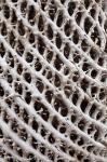 Lattice pattern in Giant Loebelia, Bale Mountains, Ethiopia