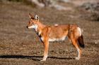 Ethiopian Wolf, Bale Mountains Park, Ethiopia