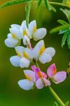 Wildflower Bale Mountains National Park Ethiopia