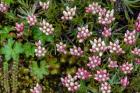 Helichrysum Meyeri-Johannis Bale Mountains National Park Ethiopia