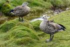 Blue-Winged Goose, Cyanochen Cyanoptera Bale Mountains National Park Ethiopia