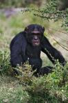 Chimpanzee, Sweetwater Chimpanzee Sanctuary, Kenya