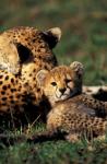 Kenya, Masai Mara Game Reserve. Cheetah cub
