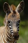 Baby Burchell's Zebra, Lake Nakuru National Park, Kenya