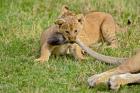 Lion cub, mothers tail, Masai Mara Game Reserve, Kenya