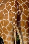 Reticulated Giraffe skin, Samburu Game Reserve, Kenya