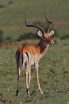 Male Impala, Antelope, Maasai Mara, Kenya