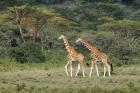 Rothschild's Giraffe, Lake Nakuru National Park, Kenya