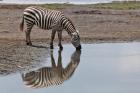 Burchell's Zebra, Lake Nakuru National Park, Kenya