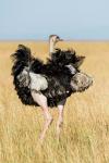 Kenya, Maasai Mara. Masai Ostrich