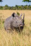 Kenya, Maasai Mara National Reserve, Black Rhinoceros