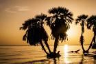 Sunrise On The Beach, Through The Palms