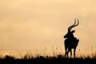 Impala With Oxpecker Bird, Nakuru National Park, Kenya