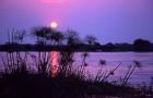 Kenya. Sunset reflects through silhouetted reeds.