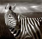 Black & White of Zebra and plain, Kenya