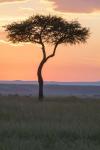 Sunset over Tree, Masai Mara National Reserve, Kenya