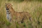 African Leopard hunting in the grass, Masai Mara Game Reserve, Kenya