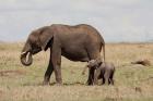 African Elephant With Baby, Maasai Mara Game Reserve, Kenya
